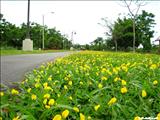 Paseo Lineal del Río Bayamón - BAYAMÓN